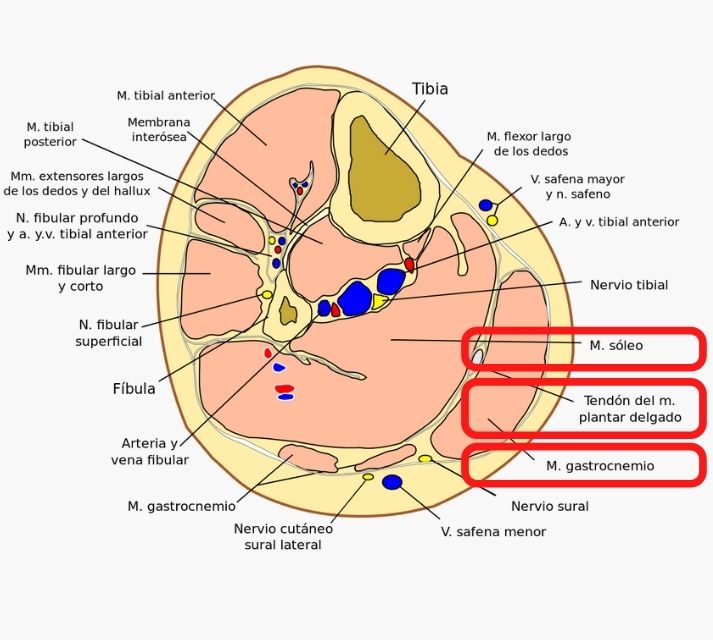 Anatomía del tríceps sural con sóleo, gastrocnemio y plantar delgado