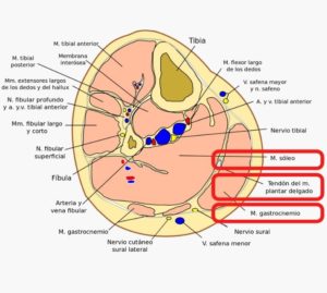 Prevención de lesiones del tríceps sural en opositores